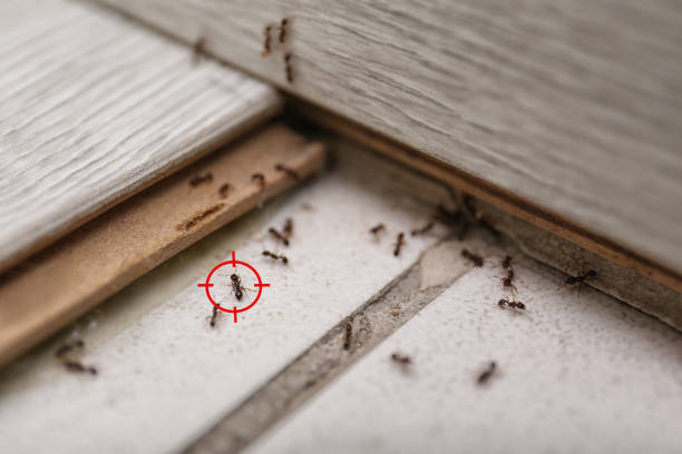 Best Commercial Pest Control Services  in Hettinger, ND