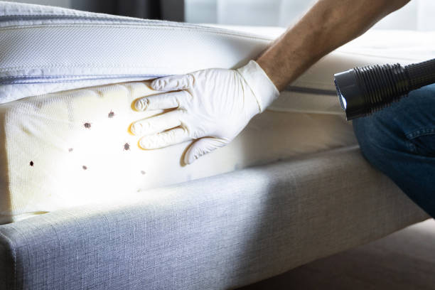 Best Bed Bug Extermination  in Hettinger, ND
